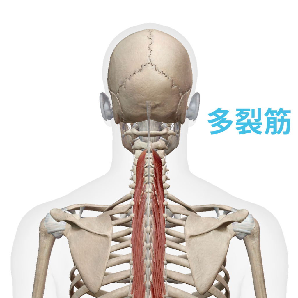 首の痛みに多い多裂筋