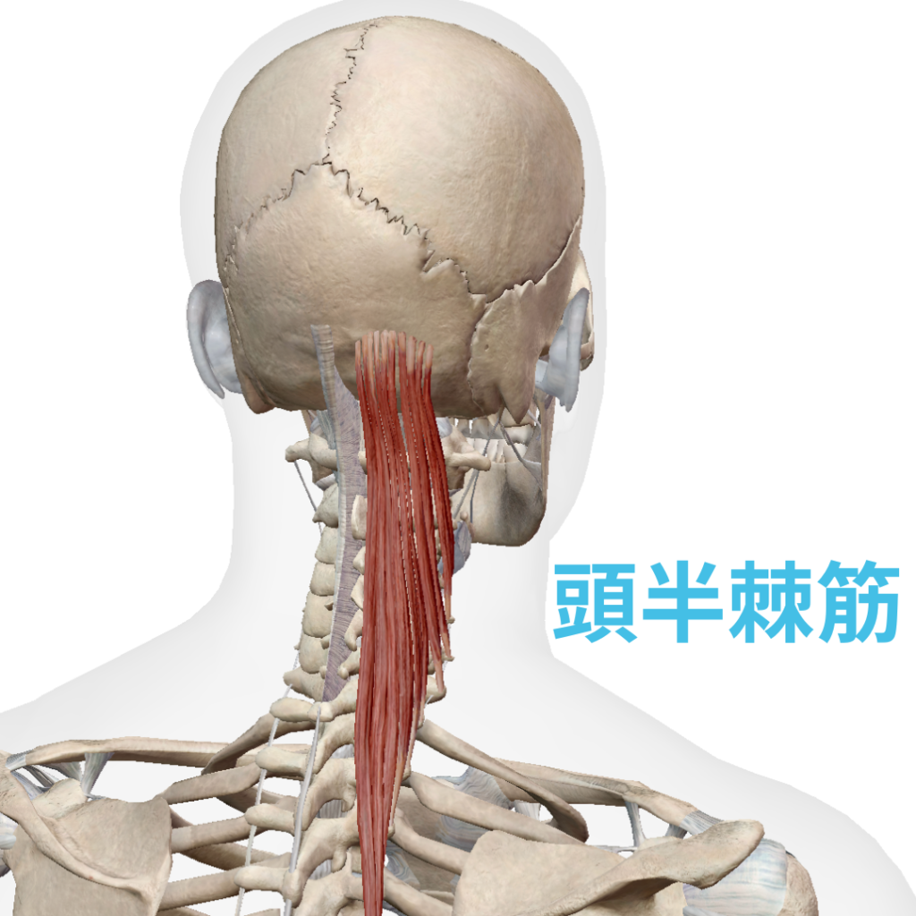 頭痛に関連する頭半棘筋