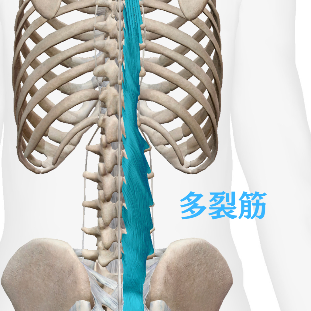 腰痛に関連する多裂筋