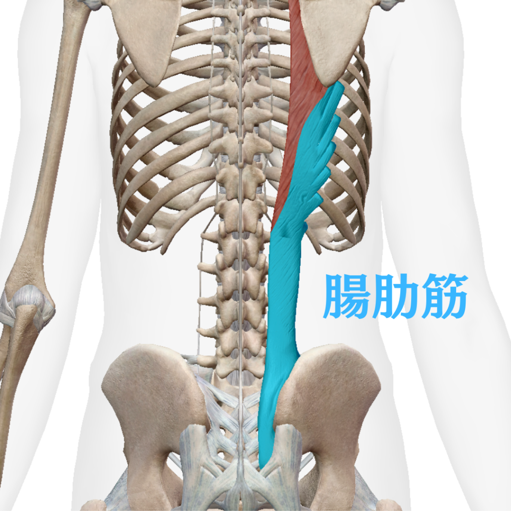 腰痛に関連する腸肋筋