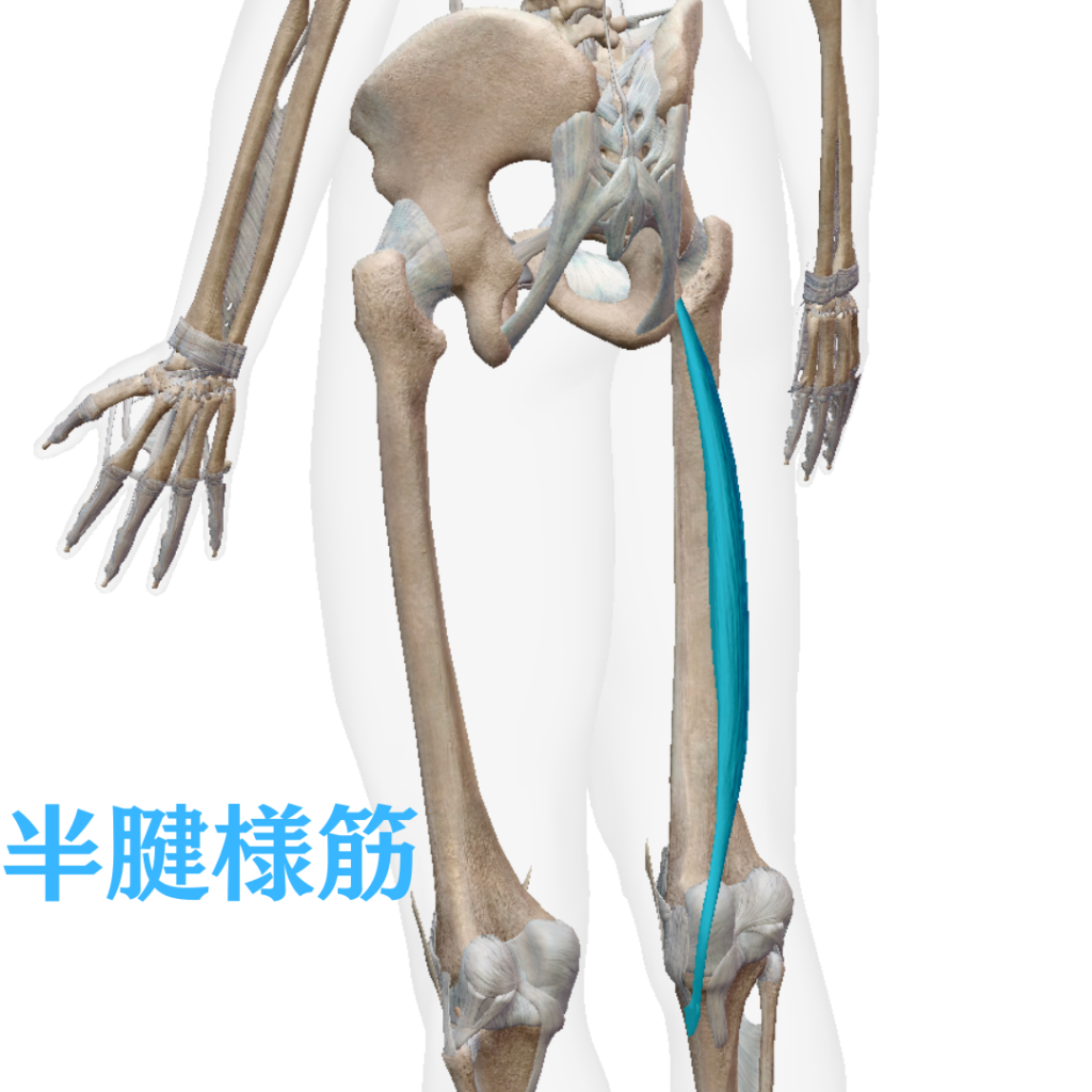 膝の痛みに関連する半腱様筋
