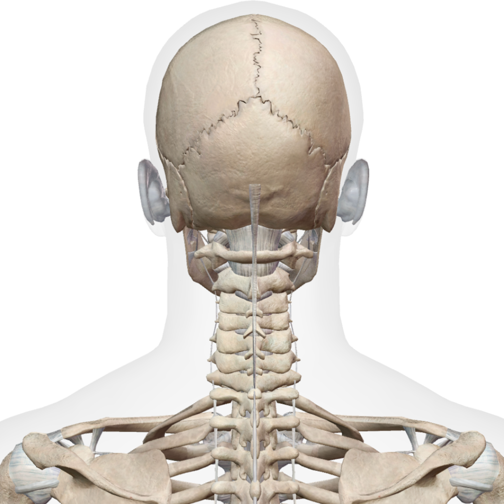 ストレートネックに関連する頸椎