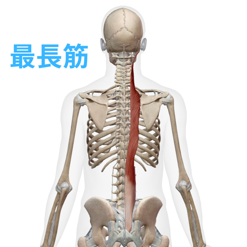 背中の痛みに関連する最長筋